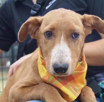 Rescue Hound Dogs for Adoption in Huntington, New York - Mimi | PetCurious
