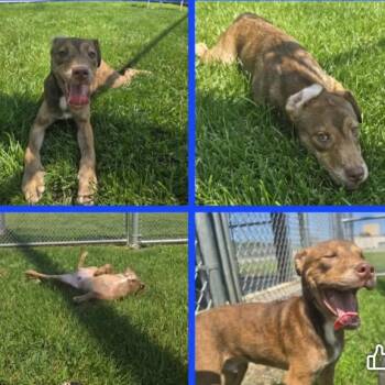 Marley -  Shepherd and Mixed Breed Dog for Adoption - Marley | PetCurious