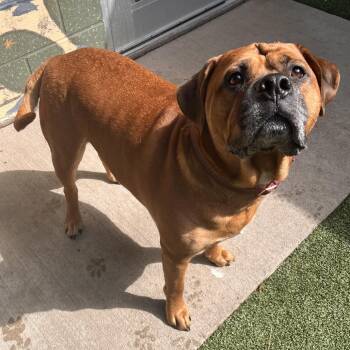 Tahoe -  Mixed Breed Dog for Adoption in Fairport, New York - Tahoe | PetCurious