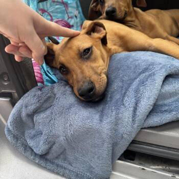 Boxer and Doberman Pinscher Dogs Available for Adoption in Columbus, North Carolina - Buggs | PetCurious