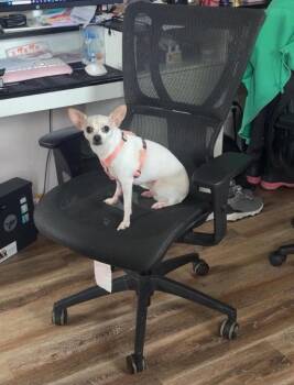 Snow -  Chihuahua Dog for Adoption in Pine Grove, Pennsylvania - Snow | PetCurious