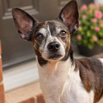 RUFUS -  Mixed Breed Dog for Adoption in Cranston, Rhode Island - RUFUS | PetCurious