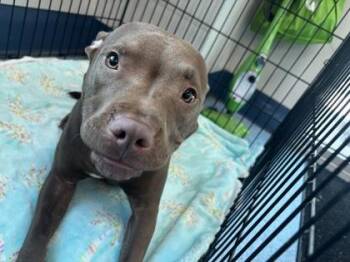 Princess Potato -  Mixed Breed Dog for Adoption in Charleston, South Carolina - Princess Potato | PetCurious