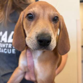 Zev -  Hound Dog for Adoption in Morristown, Vermont - Zev | PetCurious