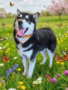 Whiskey -  Husky Dog for Adoption in Mobile, Alabama - Whiskey | PetCurious