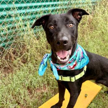 Rescue Black Labrador Retriever and Shepherd Dogs for Adoption in Austin, Texas - Shark Boy | PetCurious