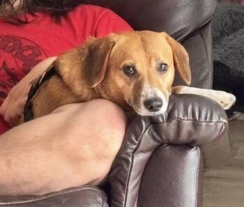Benny Jacks -  Beagle Dog for Adoption in Milton, Georgia - Benny Jacks | PetCurious