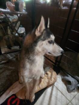 Siberian Husky Dogs Available for Adoption in Sumter, South Carolina - Gracie 2 | PetCurious