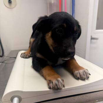 Shepherd and Mixed Breed Dogs Available for Adoption - Marias | PetCurious