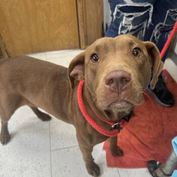 Mixed Breed Dogs Available for Adoption in Columbiana, Alabama - Vonda Kay | PetCurious