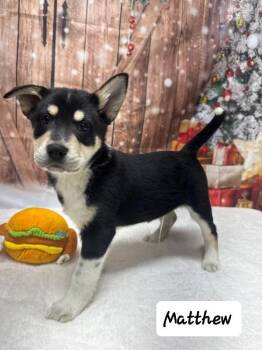 Rescue Australian Shepherd Dogs for Adoption in Urbana, Ohio - Matthew | PetCurious