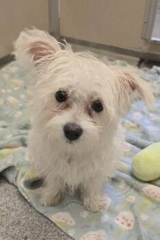 Cowboy -  Maltese and Mixed Breed Dog for Adoption in Bellevue, Washington - Cowboy | PetCurious