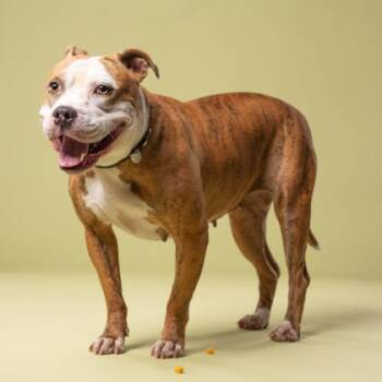 Twix -  Mixed Breed Dog for Adoption in Atlanta, Georgia - Twix | PetCurious