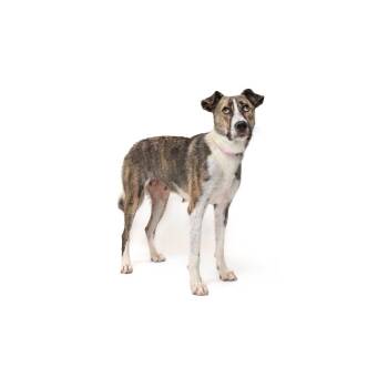 Gisele -  Mixed Breed Dog for Adoption in Los Angeles, California - Gisele | PetCurious