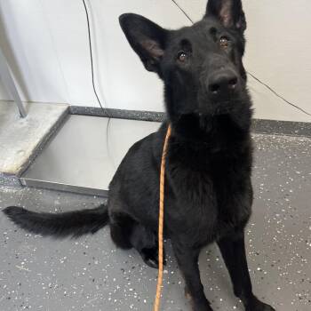 Mixed Breed Dogs Available for Adoption in Columbiana, Alabama - Phantom | PetCurious