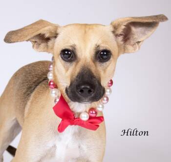 Hilton -  Shepherd Dog for Adoption in Gilbert, Arizona - Hilton | PetCurious