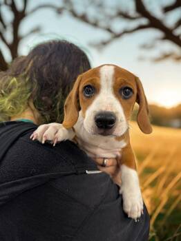 Sagittarius -  Mixed Breed Dog for Adoption in Elmsford, New York - Sagittarius | PetCurious
