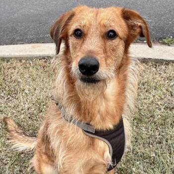 Scottish Deerhound Dogs Available for Adoption - Tanya | PetCurious