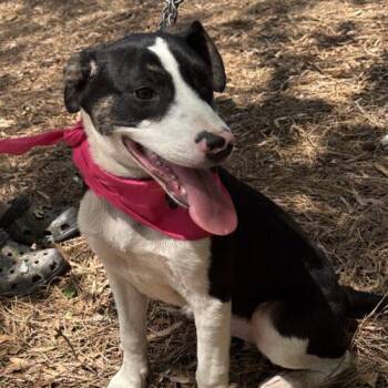 Labrador Retriever and Mixed Breed Dogs Available for Adoption in Sanford, North Carolina - Clarabelle | PetCurious