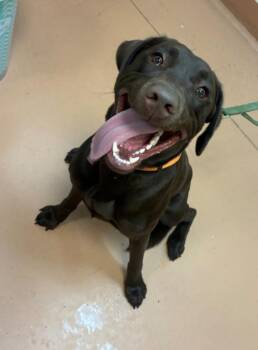Gus -  Labrador Retriever Dog for Adoption in Kennewick, Washington - Gus | PetCurious