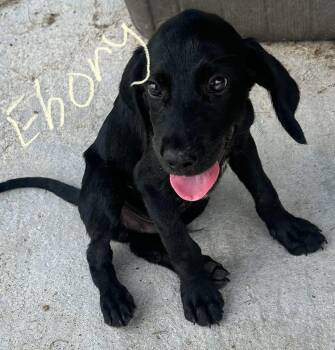 Rescue Mixed Breed Dogs for Adoption in Bruce, Mississippi - Ebony (aka Flop) | PetCurious