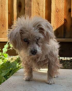 Miniature Poodle Dogs Available for Adoption in Livermore, California - Perla | PetCurious