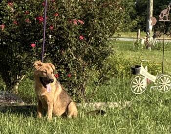Buck-4to5months -  Golden Retriever and German Shepherd Dog Dog for Adoption in Holly Hill, South Carolina - Buck-4to5months | PetCurious