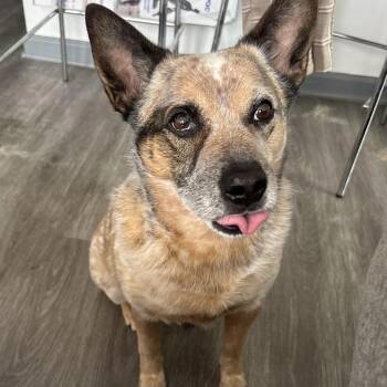 Max Speed -  Australian Cattle Dog Blue Heeler Dog for Adoption in Austin, Texas - Max Speed | PetCurious