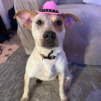 Shiloh D69522 -  Cattle Dog and Mixed Breed Dog for Adoption in Minnetonka, Minnesota - Shiloh D69522 | PetCurious