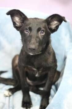 Trinity in NH. Come Meet our Adoptable Dogs Wednesday-Saturday.  -  Black Labrador Retriever Dog for Adoption in Manchester, New Hampshire - Trinity In NH. Come Meet Our Adoptable Dogs Wednesday-Saturday.  | PetCurious