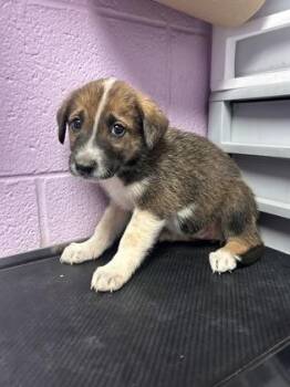 Mixed Breed Dogs Available for Adoption in El Paso, Texas - Pup1 | PetCurious