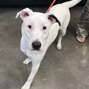 Mesa (Ruger) -  Terrier Dog for Adoption in Tampa, Florida - Mesa (Ruger) | PetCurious