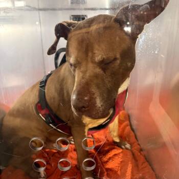 Red -  Pit Bull Terrier and Mixed Breed Dog for Adoption in Philadelphia, Pennsylvania - Red | PetCurious