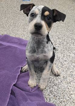 Indy -  Australian Cattle Dog Blue Heeler Dog Available for Adoption - Indy | PetCurious