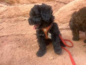 SQUISH -  Poodle and Mixed Breed Dog for Adoption in Colorado Springs, Colorado - SQUISH | PetCurious