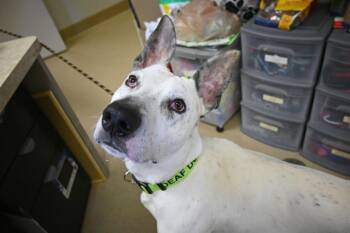 Rescue Pit Bull Terrier Dogs for Adoption in Decatur, Illinois - PARKER | PetCurious