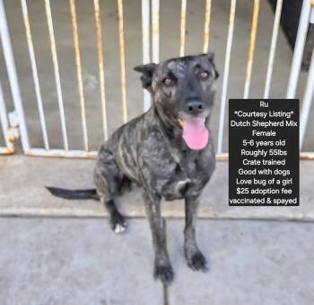 Dutch Shepherd Dogs Available for Adoption in Oviedo, Florida - *Courtesy Listing* | PetCurious