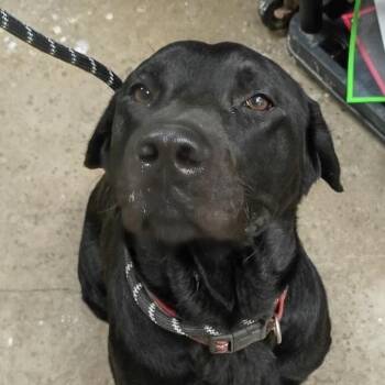 Bowzer -  Black Labrador Retriever and Mixed Breed Dog for Adoption in Palestine, Texas - Bowzer | PetCurious