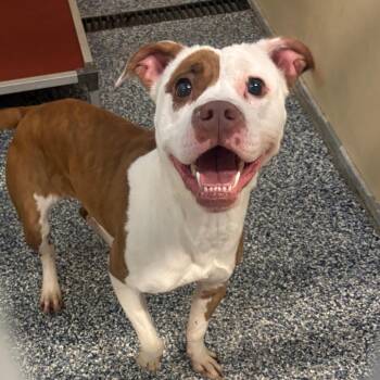 Chaider -  Mixed Breed Dog for Adoption in Binghamton, New York - Chaider | PetCurious