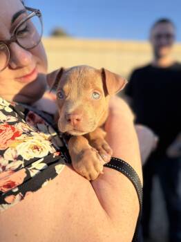 Rescue Pit Bull Terrier Dogs for Adoption in Seville, Ohio - Walnut | PetCurious
