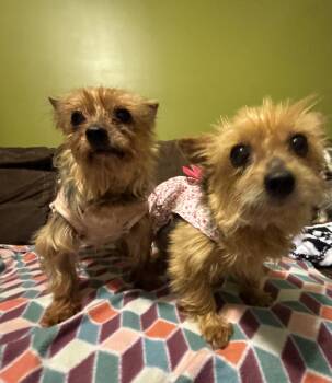 Sassy and Tess -  Yorkshire Terrier Dog for Adoption in Concord, North Carolina - Sassy And Tess | PetCurious