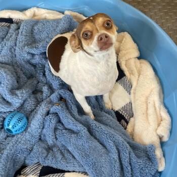 Chihuahua Dogs Available for Adoption - Peanut | PetCurious