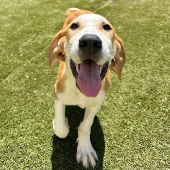 Mavery 9067 -  Mixed Breed Dog for Adoption in Loxahatchee Groves, Florida - Mavery 9067 | PetCurious