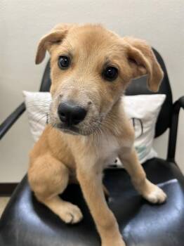 DAWN -  German Shepherd Dog and Labrador Retriever Dog for Adoption in Killeen, Texas - DAWN | PetCurious