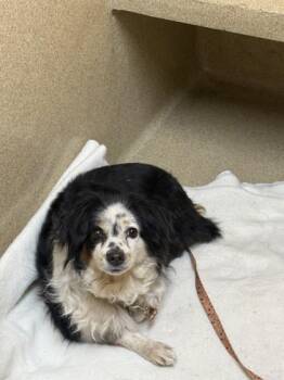 Maple -  Mixed Breed Dog for Adoption in Longmont, Colorado - Maple | PetCurious