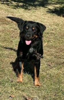 Gator -  German Shepherd Dog and Golden Retriever Dog for Adoption in Aurora, Indiana - Gator | PetCurious