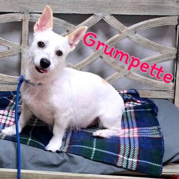 Grumpette -  Mixed Breed Dog for Adoption in Joliet, Illinois - Grumpette | PetCurious