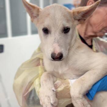 Orson -  Shepherd and Mixed Breed Dog for Adoption in Briarcliff Manor, New York - Orson | PetCurious