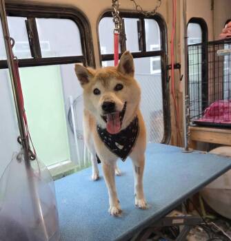 Ralphie -  Shiba Inu Dog for Adoption in Fertile, Minnesota - Ralphie | PetCurious