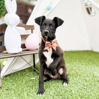 Terrier and Chihuahua Dogs Available for Adoption - Duck | PetCurious